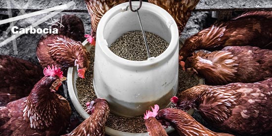 alimentation animale calcaire