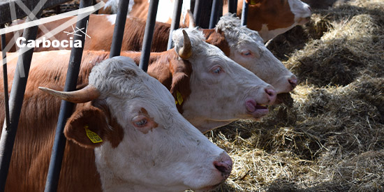 alimentation animale